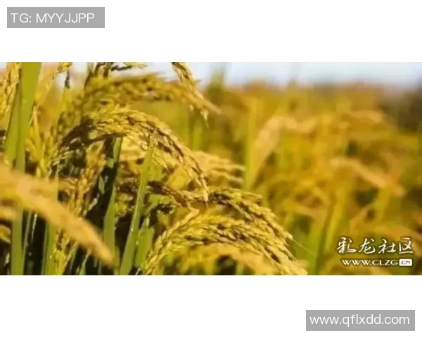 姚明山茱萸的生态价值与保护措施探讨及其在传统文化中的重要性分析 姚明山茱萸的生态价值与保护措施探讨及其在传统文化中的重要性分析